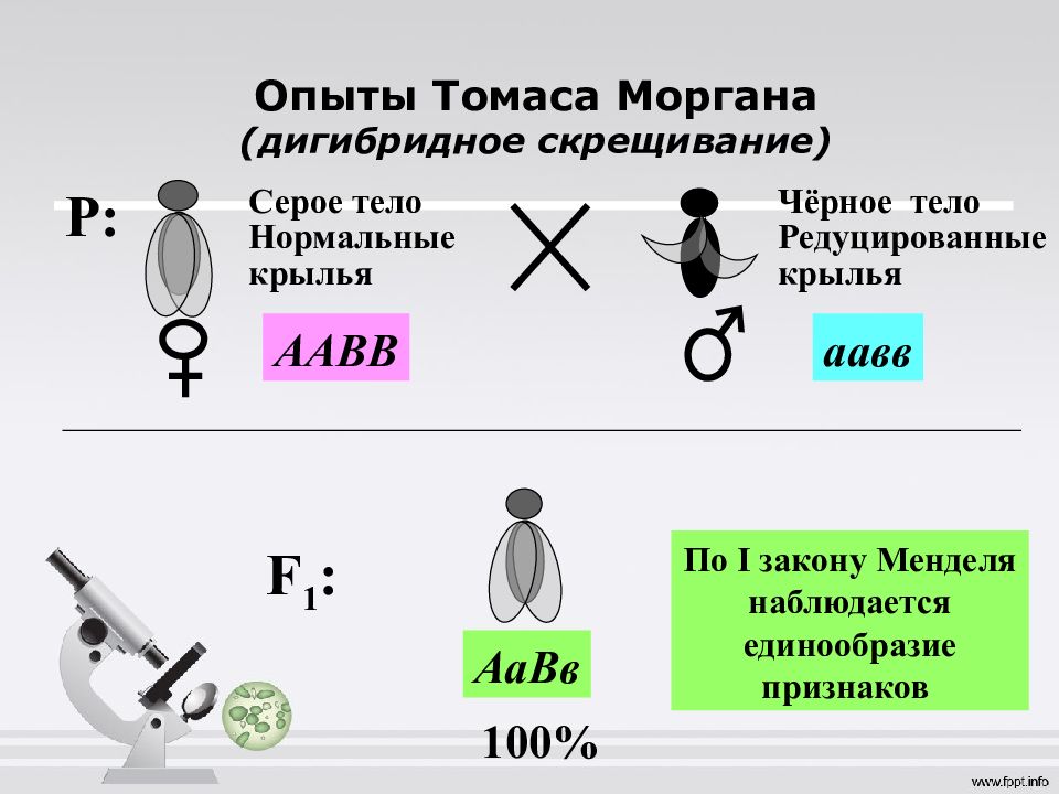 Сцепленное наследование т морган. Закон Томаса Моргана сцепленное наследование. Сцепленное наследование Моргановские опыты.