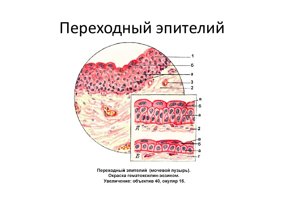 Переходный эпителий