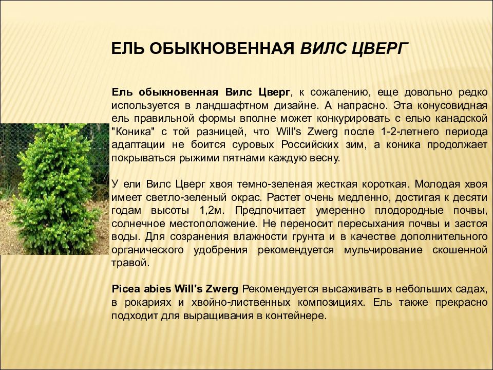 Использование ели. Ель обыкновенная отношение к почве. Ель обыкновенная требования к почве. Требования к почве ели обыкновенной. Дендрология ель обыкновенная.