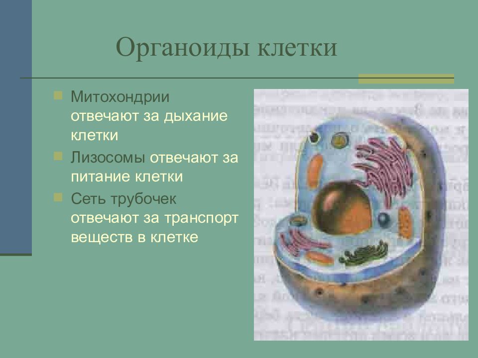 Каким номером на рисунке обозначен органоид который обеспечивает автотрофное питание клетки