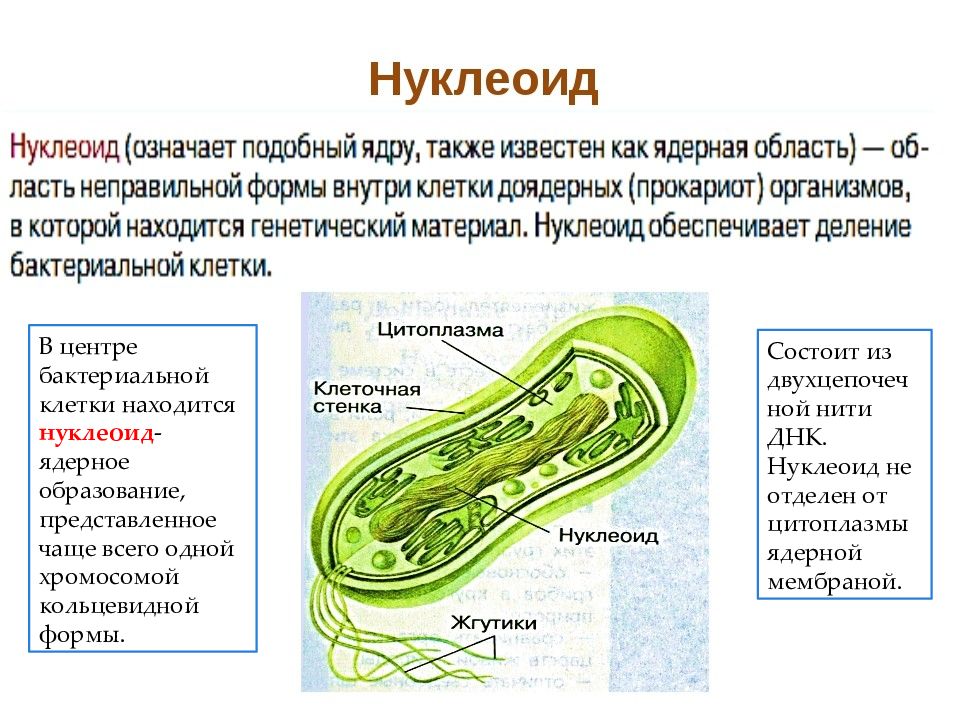 Ядро прокариотов содержит. Структура бактериальной клетки нуклеоид функции. Строение клетки бактерии нуклеотид. Нуклеоид бактериальной клетки строение. Функции нуклеоид бактерий микробиология.