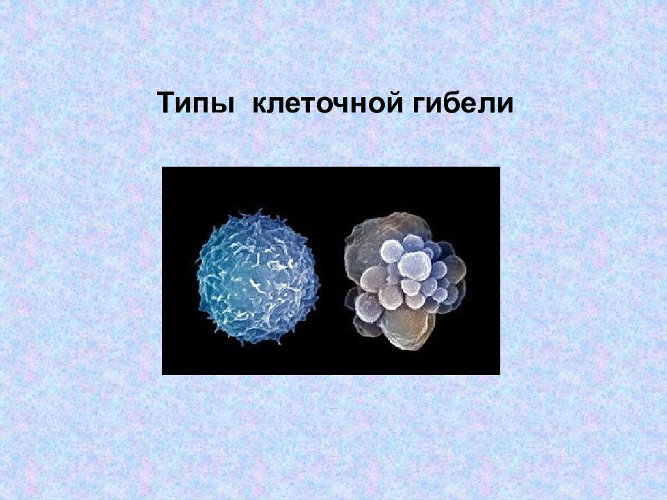 Типы клеточной гибели