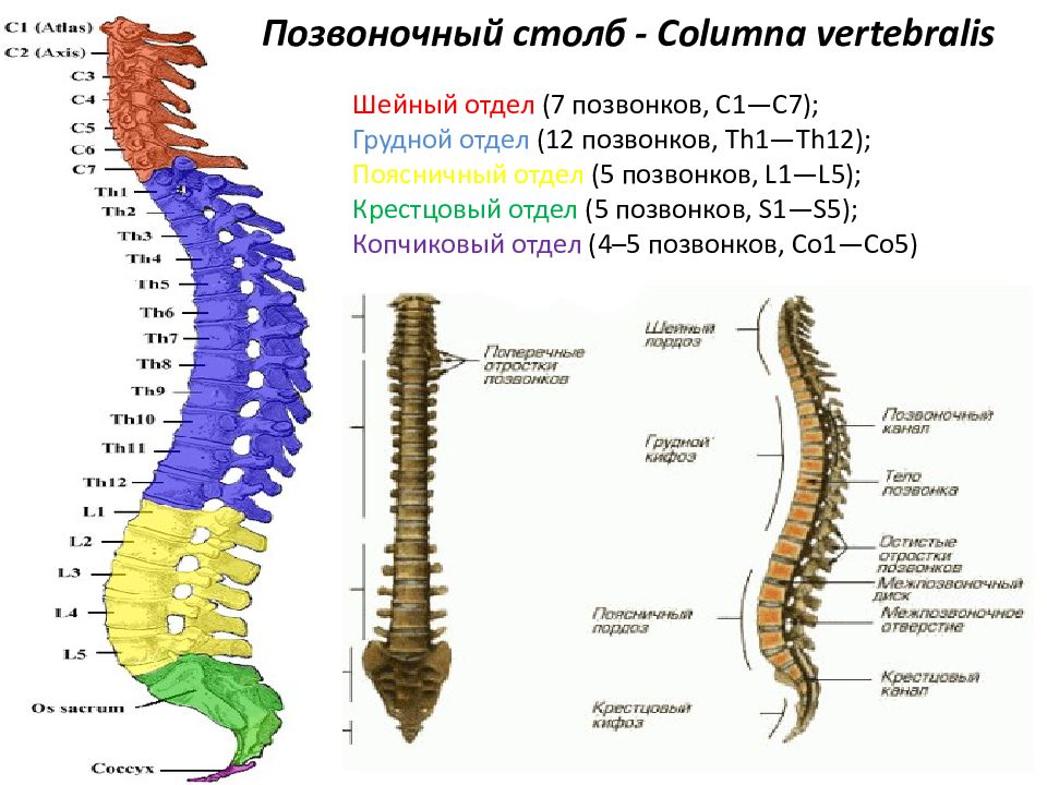 Топографическая анатомия позвоночного столба презентация