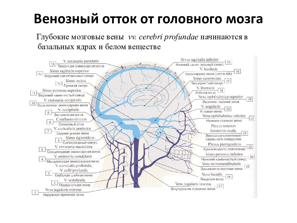 Схема венозных синусов головного мозга