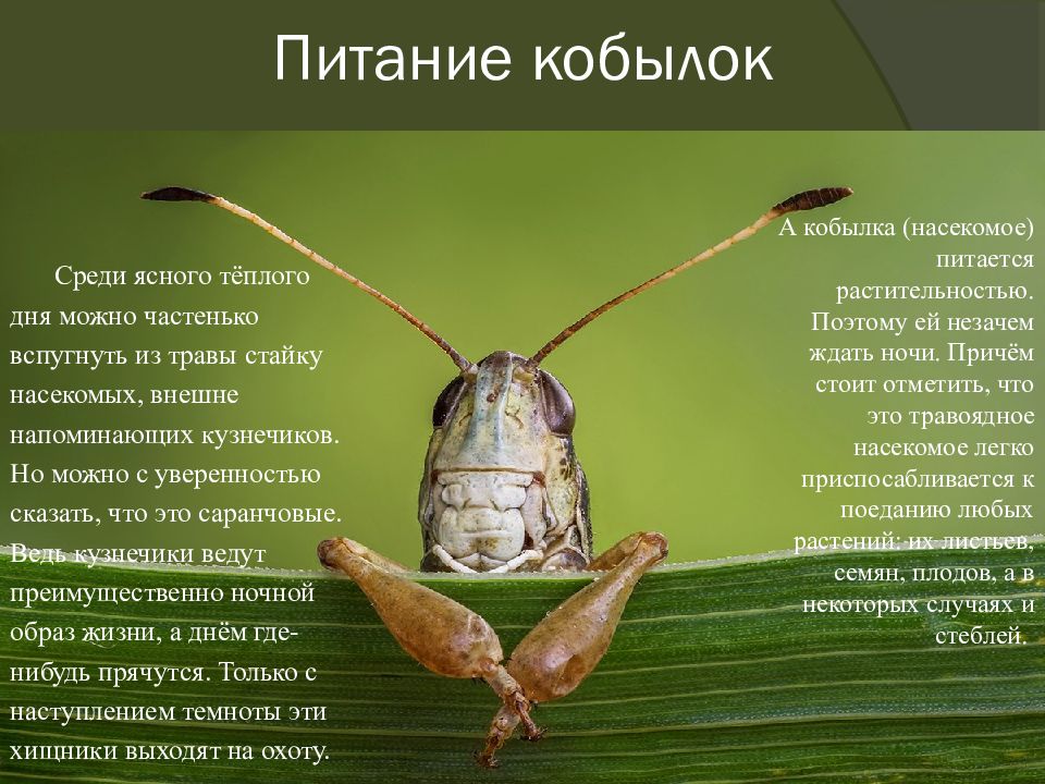 Кобылка Чем Питается