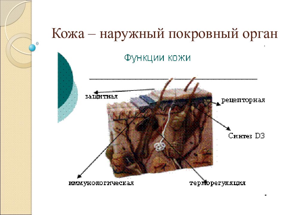 Кожа наружный покровный орган 8 класс презентация