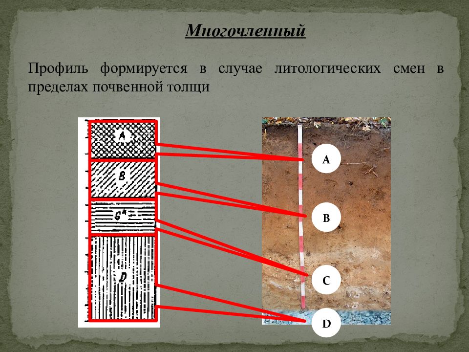 Установи соответствие между почвами. Примитивный почвенный профиль. Многочленный профиль почвы. Почва по ГСП. Двучленные и многочленные почвооброз породы.