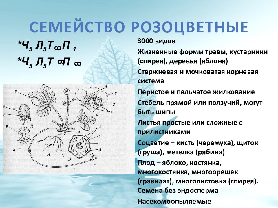 План семейства розоцветных