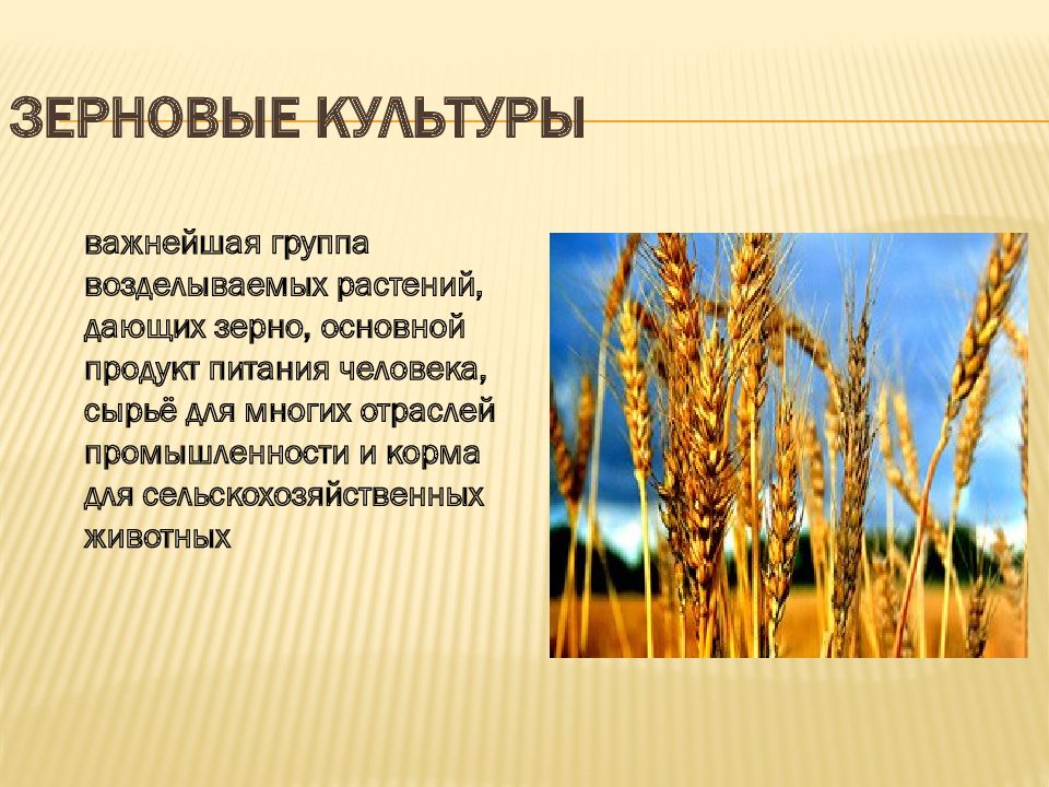 Зерновые культуры презентация. Фото зерновые культуры микотоксины. Микотоксины в сельхозпродукции. Пшеница с микотоксинов. Какие виды пшеницы вы знаете