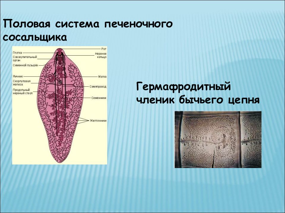 Выделительная система печеночного сосальщика рисунок