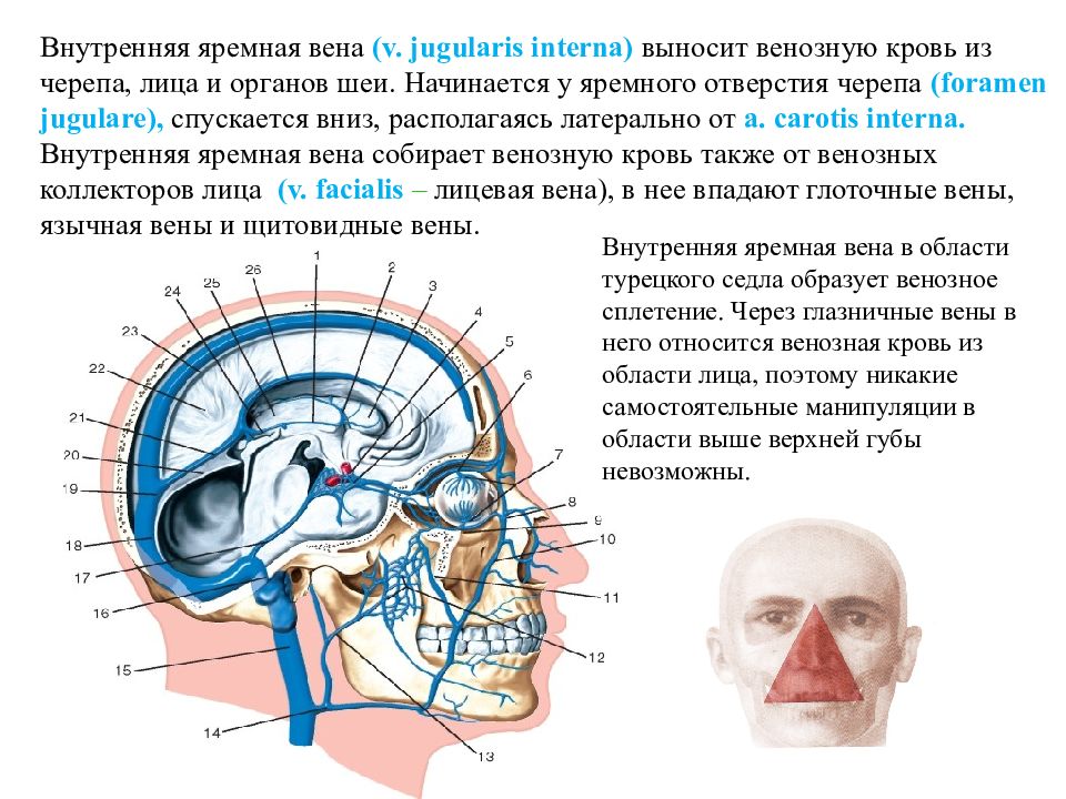 Венозный в черепе. Внутренняя яремная Вена начинается. Ярёмные вены анатомия на черепе. Артерии яремного отверстия. Венозное сплетение яремного отверстия.