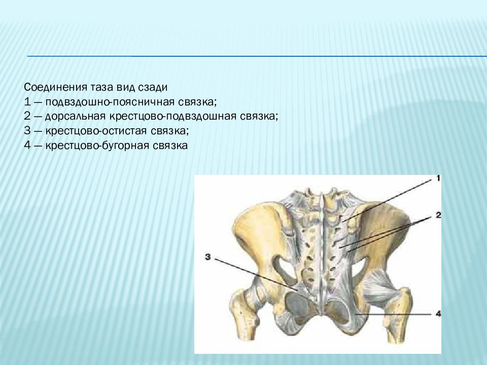 Повреждения позвоночника и таза презентация