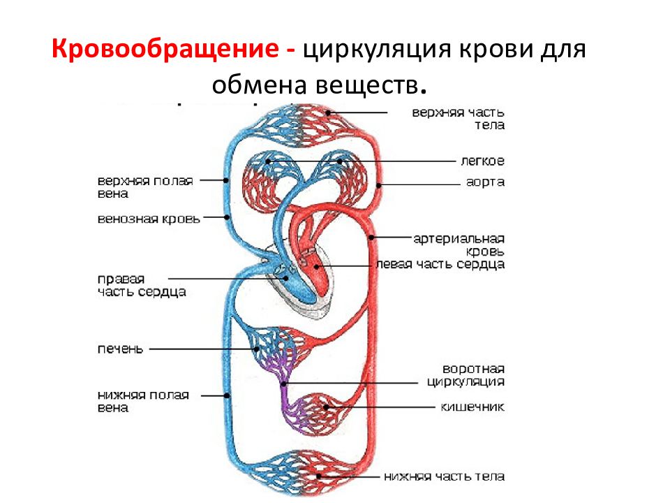 Работа кровообращения