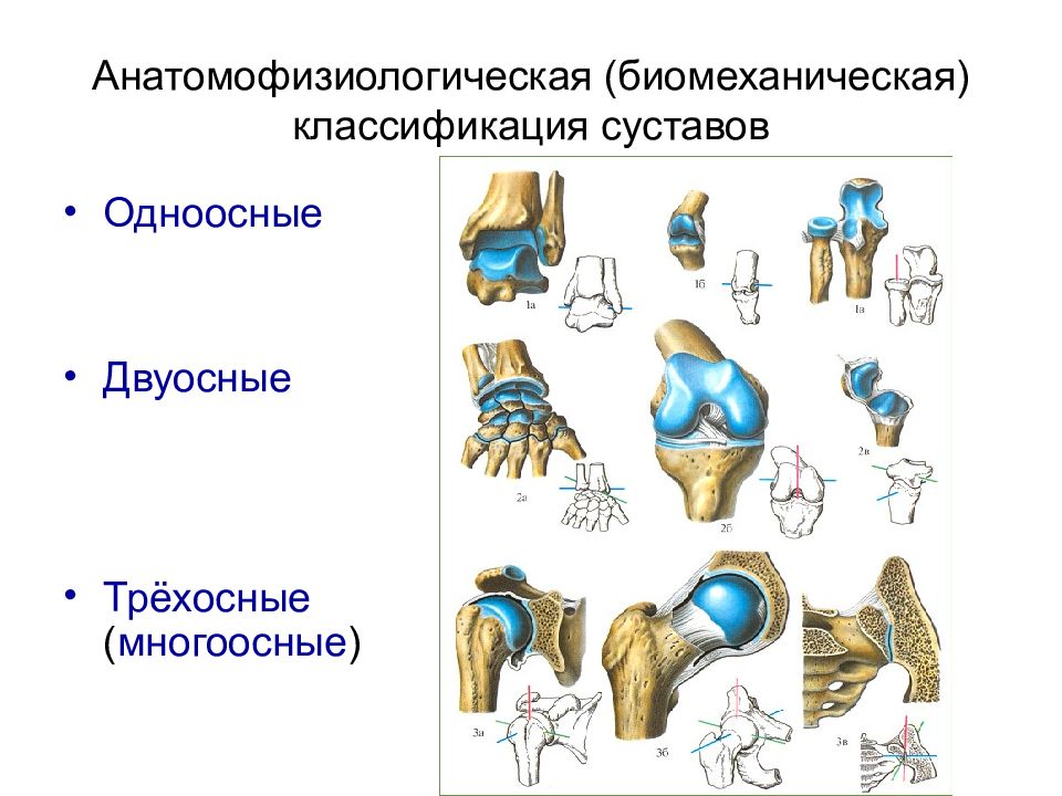 Сочленение суставов. Классификация суставов одноосные двухосные. Многоосные суставы классификация. Функции одноосных суставов. Суставы одноосные двухосные трехосные.