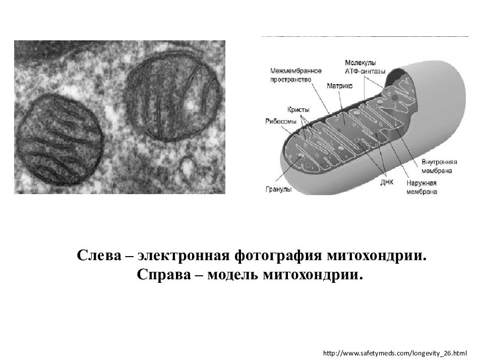 Митохондрия картинка егэ