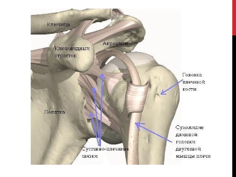 Плечевой сустав анатомия строение с мышцами