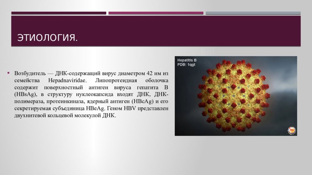 Возбудитель гепатита а. Липопротеидная оболочка вируса это. ДНК содержащие вирусы гепатита. Ядерный антиген вируса гепатита в. Вирусный гепатит антиген