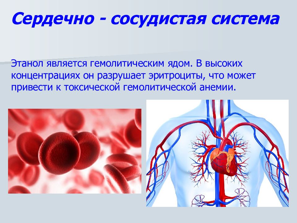 Влияет на сосуды и сердце. Влияние алкоголя на сердечно-сосудистую систему. Влияние алкоголя на кровеносную систему. Влияние этанола на сердечно сосудистую систему. Влияние курения и алкоголя на сердечно сосудистую систему.