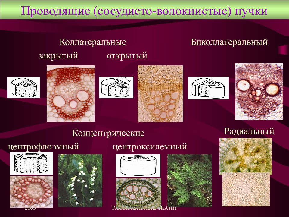 Типы проводящих. Ткани растений проводящие сосудисто волокнистые пучки. Типы сосудисто-волокнистых Пучков. Сосудисто волокнистые пучки строение и функции. Сосудисто-волокнистых Пучков проводящей ткани.