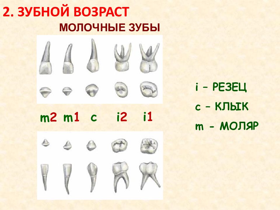 Какие корни у молочных зубов картинка