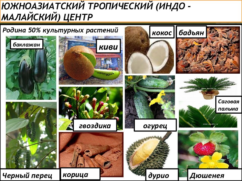 Южноазиатский тропический центр. Южноазиатский тропический центр растения. Индо малайский центр. Индо малайский центр происхождения культурных растений. Южноазиатский тропический центр происхождения животных.