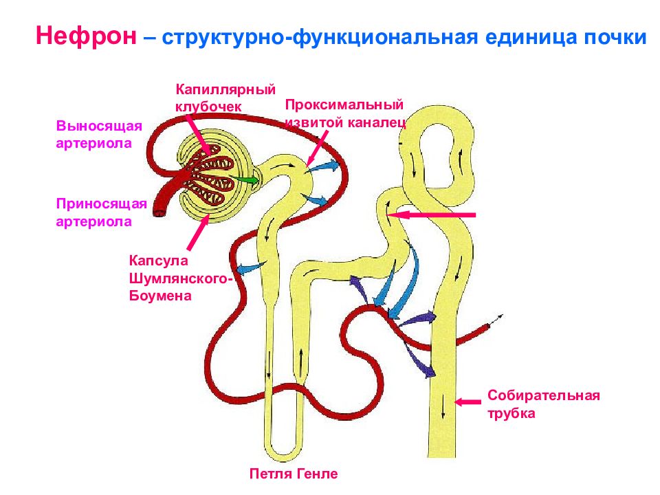 На рисунке изображена структурно функциональная единица почки