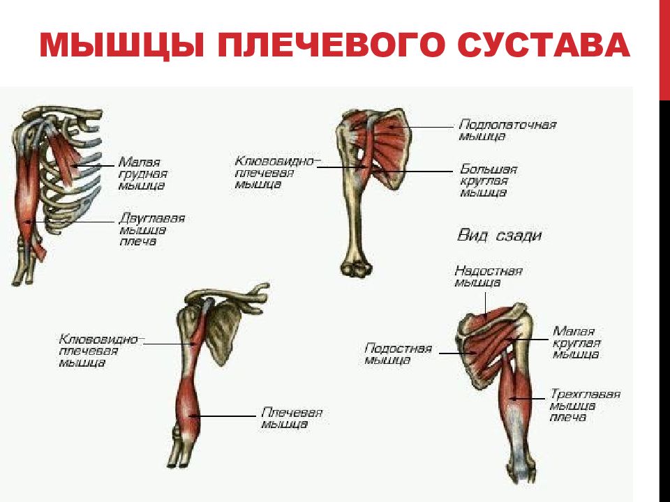 Плечо человека. Части плеча человека. Расположение плеча у человека.