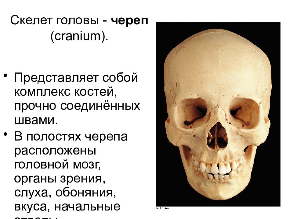 Череп находится