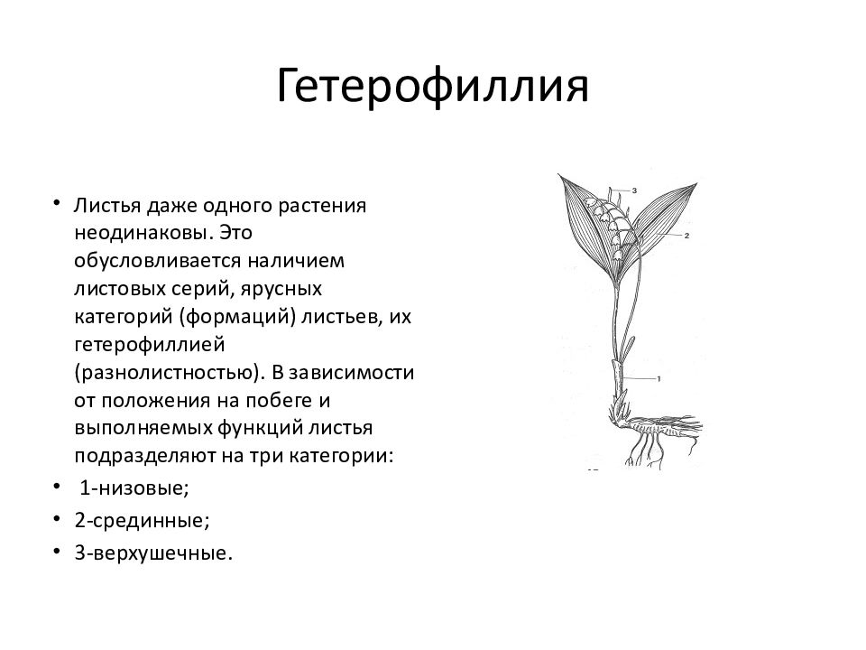 Что означает лист. Листовые формации Гетерофиллия. Формации листьев. Листа срединной формации. Гетерофиллия и анизофиллия.