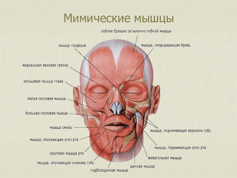 Мимические мышцы презентация