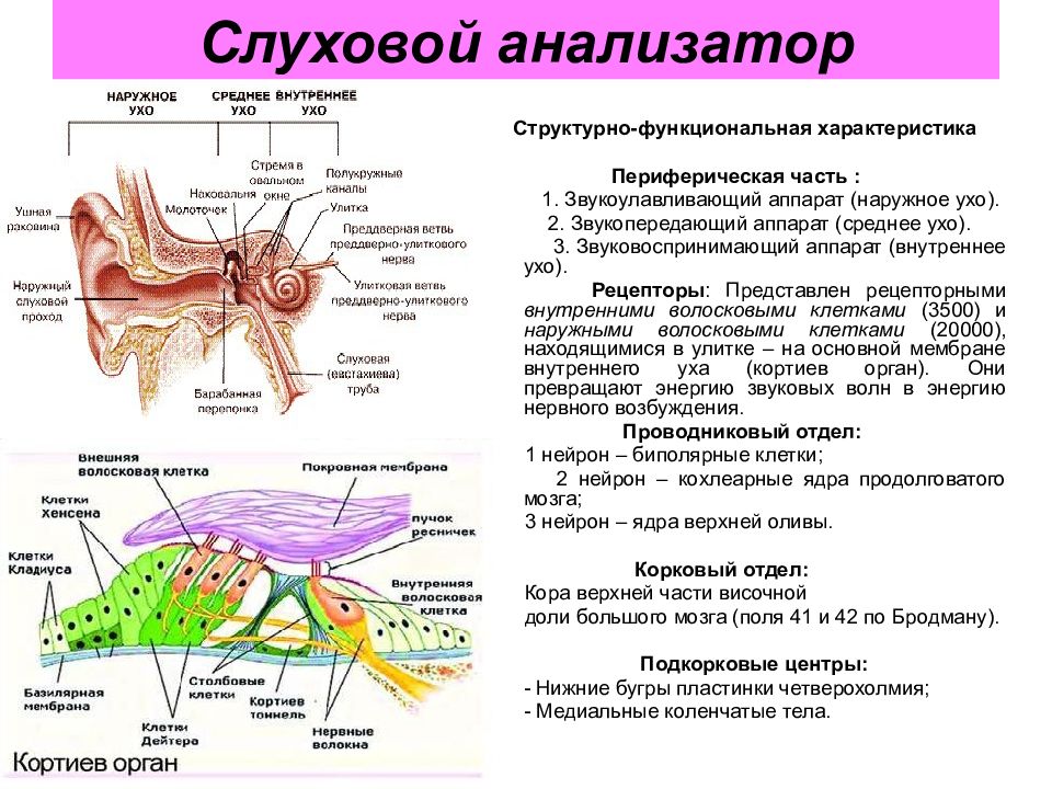 Какой цифрой на рисунке обозначена часть слухового анализатора передающая звуковые колебания от нар