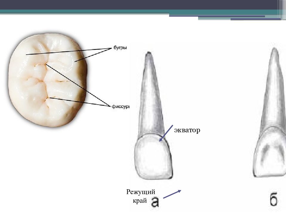 Режущий край. Экватор зуба. Анатомический и клинический Экватор зуба.