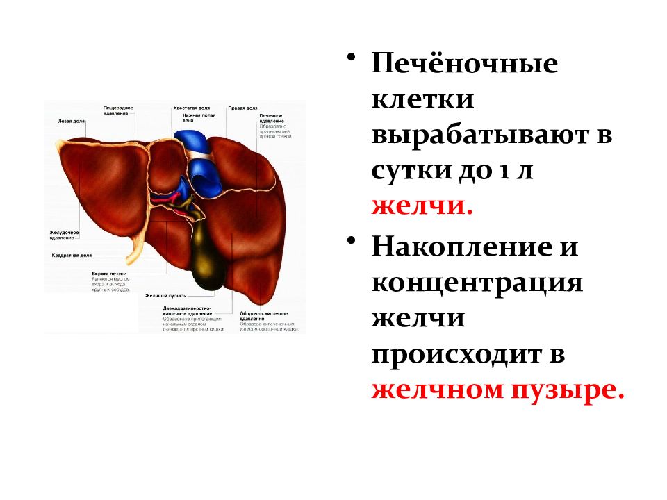 Печень анатомия презентация