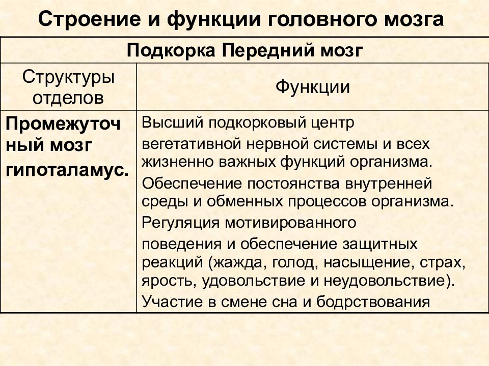 Презентация строение и функции головного мозга 8 класс