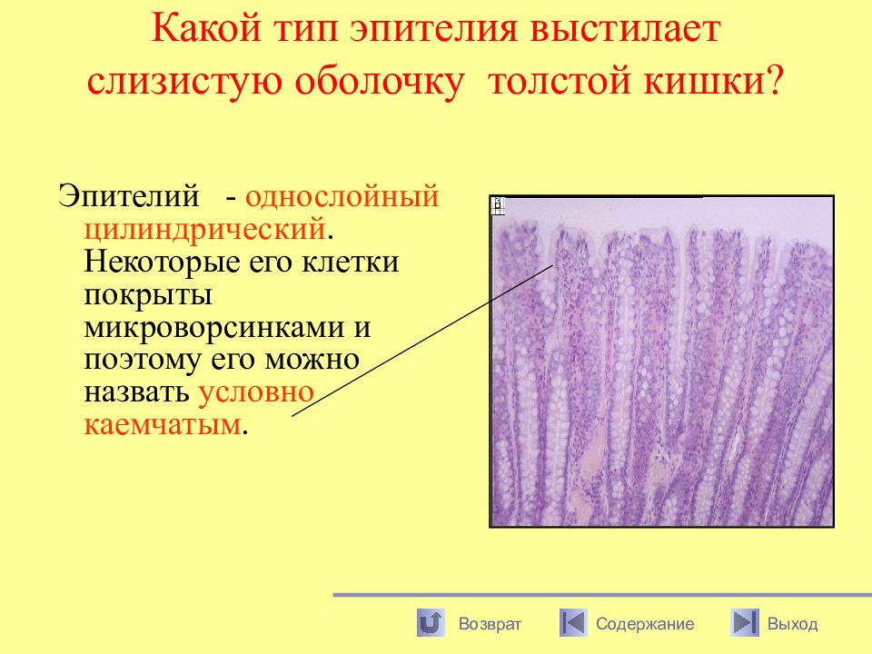 Цитологическая картина реактивных изменений эпителия слизистой оболочки воспалительного типа что это