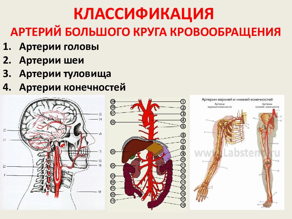 Артерии туловища