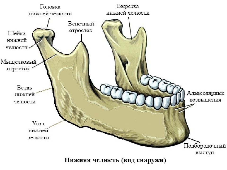 Передний верхний край. Нижняя челюсть анатомия строение кости. Строение нижней челюсти человека анатомия костей. Венечный отросток нижней челюсти анатомия. Нижняя челюсть кость анатомия.