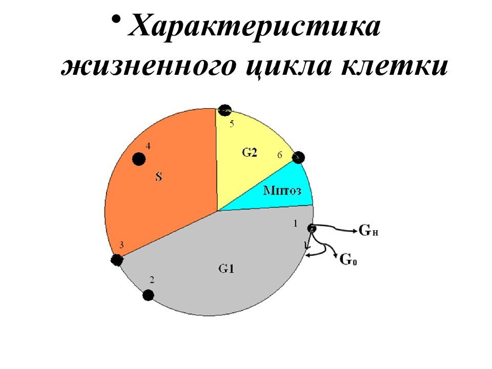 Характер жизненного. Кроссворд на тему жизненный цикл клетки. Жизненный цикл клетки кроссворд. Кроссворд по теме жизненный цикл клетки.