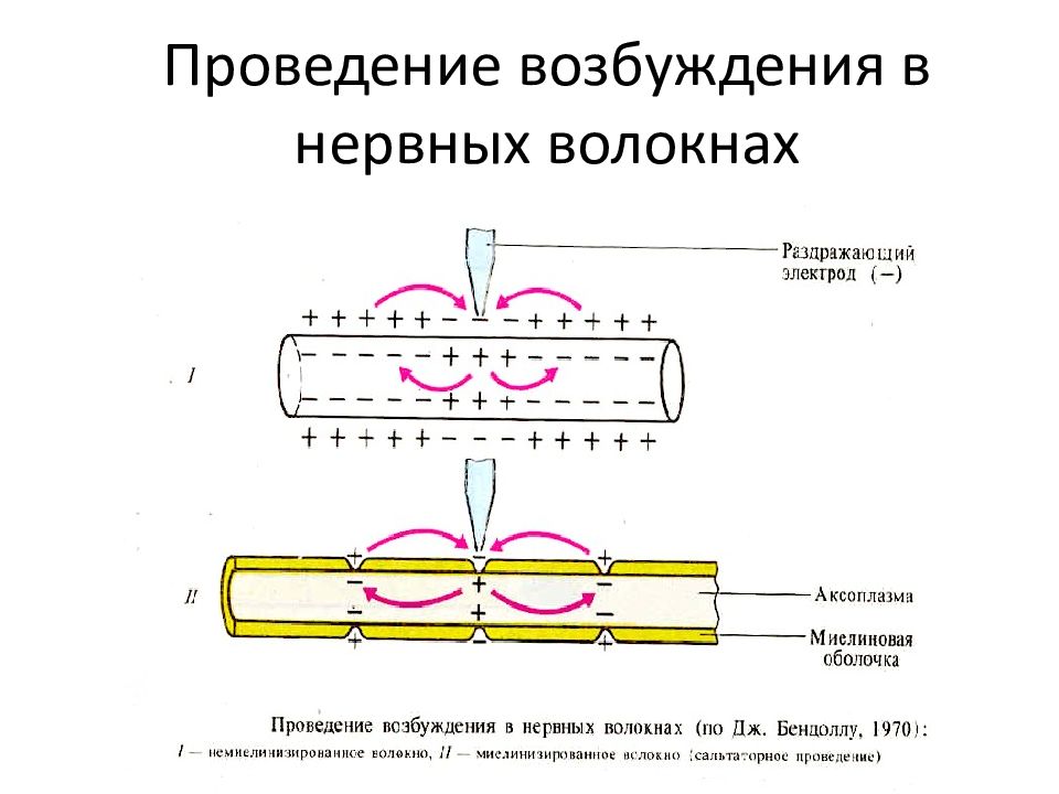 Физиология возбудимых тканей презентация