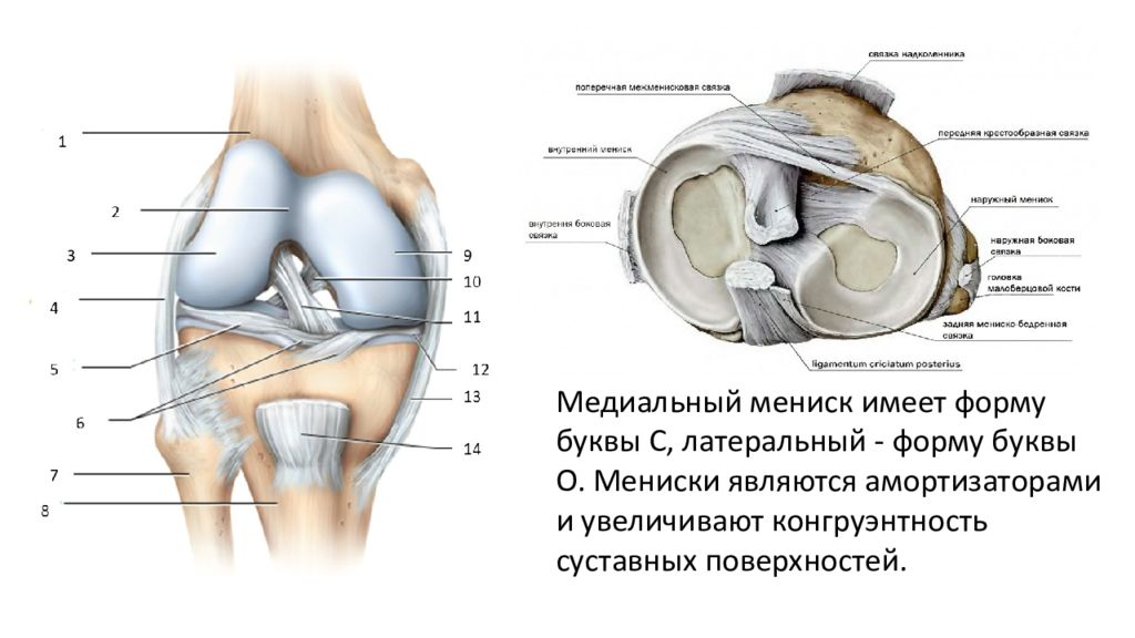 Структурные изменения мениска. Коленный мениск анатомия. Мениски коленного сустава анатомия. Связки менисков коленного сустава анатомия.