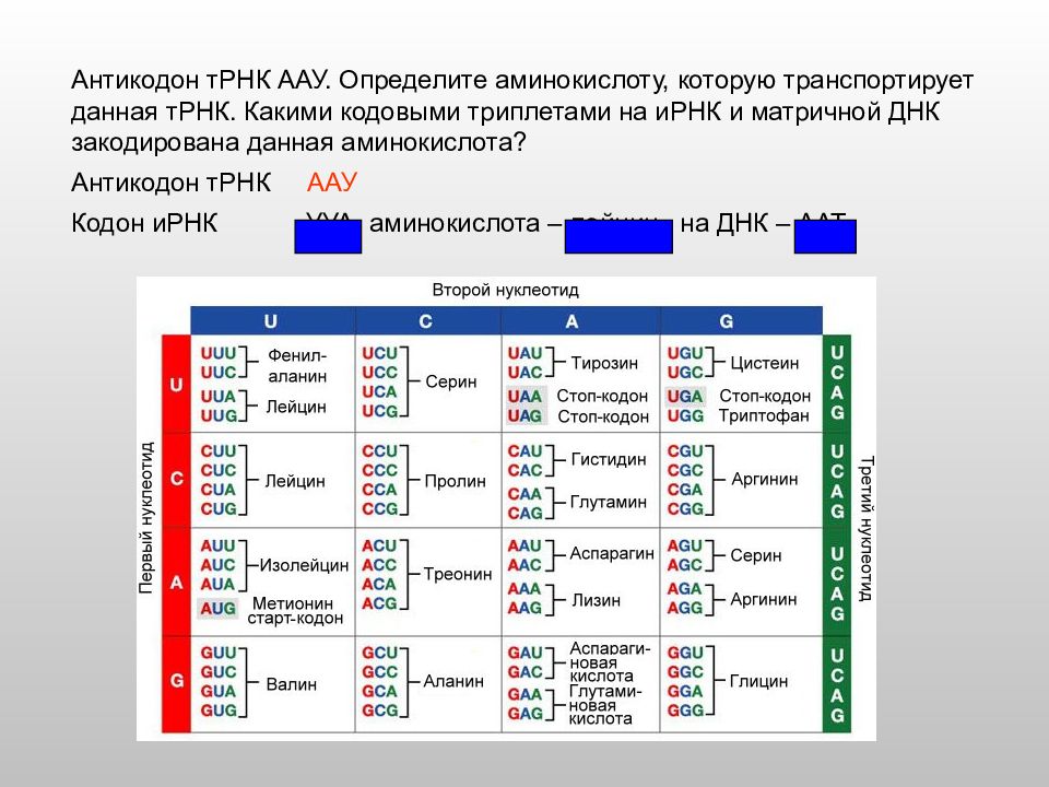 Кодон и антикодон