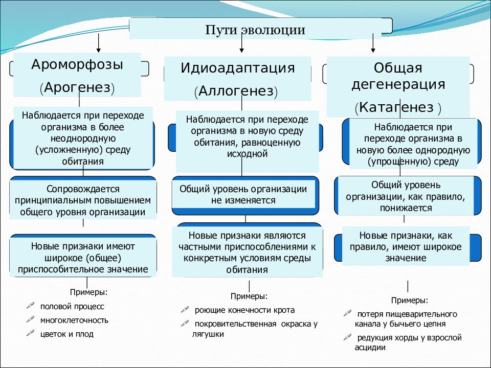 Схема пути достижения биологического прогресса