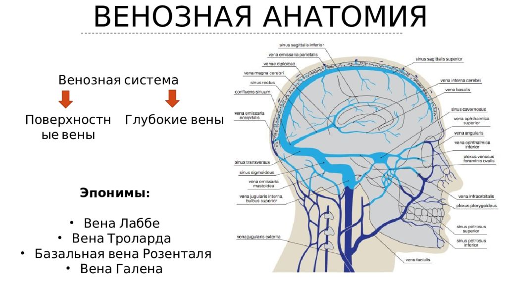 Вене галена. Вена Галена и Вена Розенталя. Ветви Вена Галена головного мозга кт.