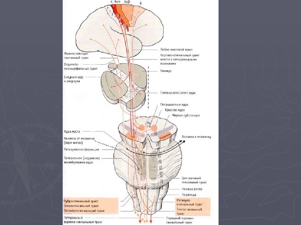 Волокна пирамидных путей. Экстрапирамидная система неврология проводящие пути. Пирамидный тракт экстрапирамидная система. Двигательные проводящие пути - пирамидные и экстрапирамидные пути. Кортико нуклеарный пирамидный путь.