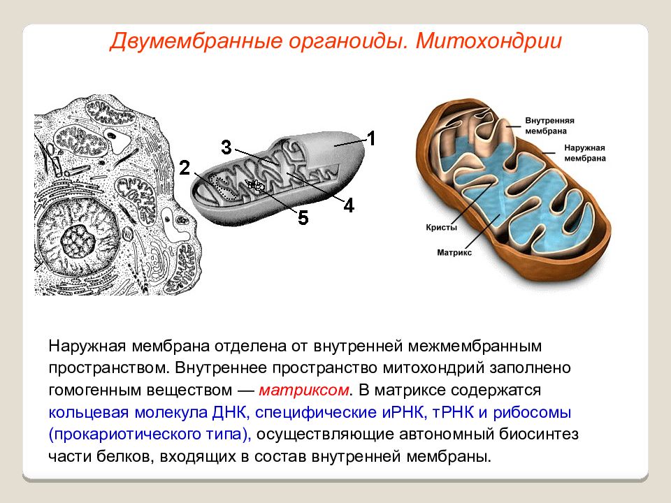 Органоиды клетки группы. Мембранные и немембранные органоиды. Внутренняя мембрана у органеллы. Митохондрии строение и функции. Двумембранные органоиды.