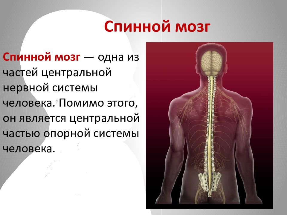 Презентация нервная система человека егэ