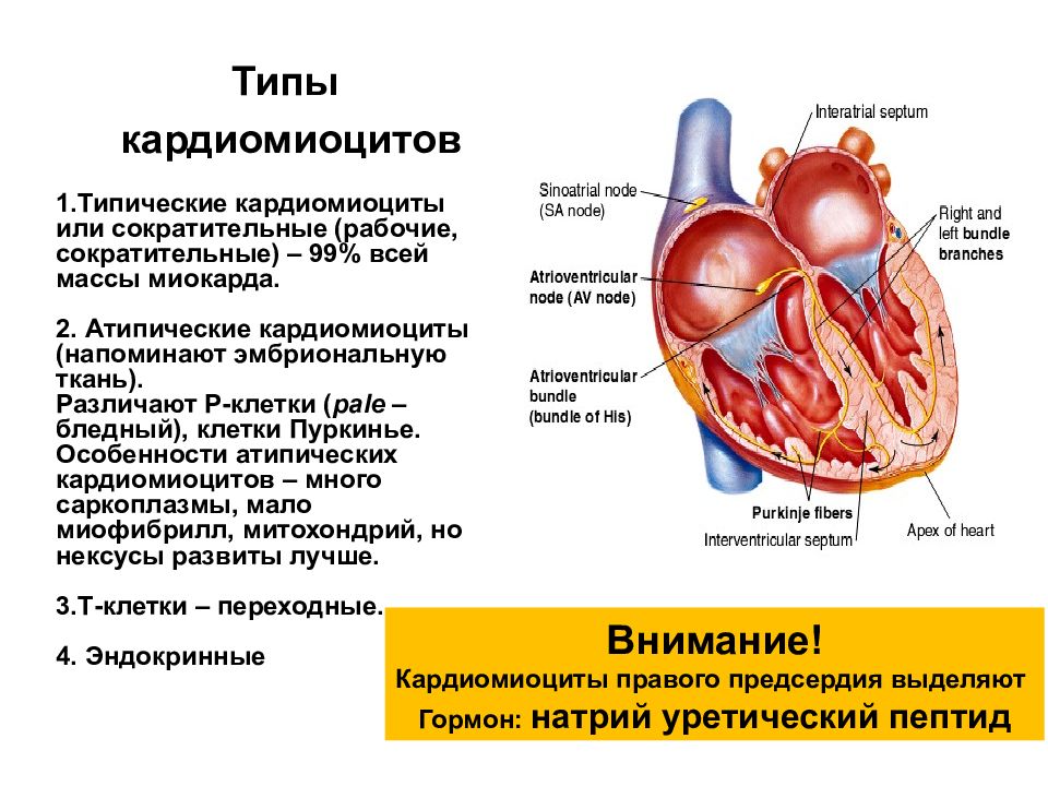 Миокард правого предсердия. Кардиомиоциты сердца физиология. Строение клеток миокарда сердца. Типы кардиомиоцитов гистология таблица. Особенности сердечных мышц физиология.