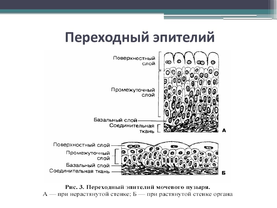 Переходный эпителий гистология рисунок