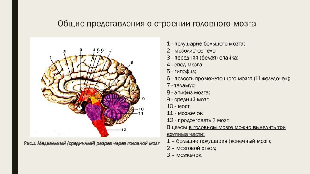 К какому классу относится животное строение головного мозга которых показано на рисунке