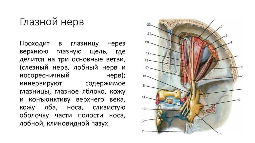 Глазной нерв. Глазные нервы. Ветви глазного нерва.